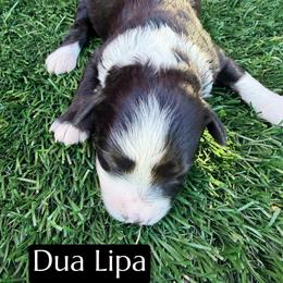 Dua Lipa - Black and white female Aussiedoodle puppy in Bakersfield, California from Annie's Aussies