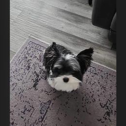 Yorkshire Terrier All Grown Up from Fall River Yorkies