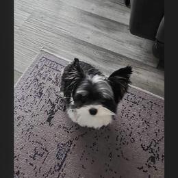 Yorkshire Terrier All Grown Up from Fall River Yorkies