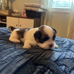 Shih Tzu Puppies from Furever Family