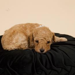 Vanilla - Red  female Poodle puppy in Los Angeles, California from Exquisite Doodles