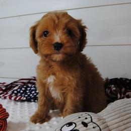 Rorie - Red male Cavapoo puppy in Mountain Grove, Missouri from Dogwood & Sassafras Companions