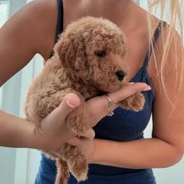 Boy 1 - Apricot male Goldendoodle puppy in Clarksville, Tennessee from Tennessee Goldendoodles, since 2014