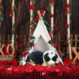 Lottie Dotty - Border Collie puppy in Le Grand, California from Lonesome Me Border Collies