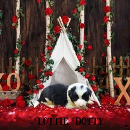 Lottie Dotty - Border Collie puppy in Le Grand, California from Lonesome Me Border Collies