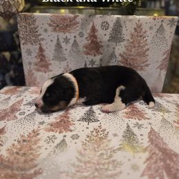 Baby D-Orange - Black tri male Miniature Australian Shepherd puppy in Vidor, Texas from Magnolia Mini Aussies with Tails