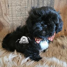 Bravo - Black and white male Shih Tzu puppy in Sanger, California from Hillsides Shih-Tzu