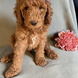 Goldendoodle Puppies from Aimee Schamback