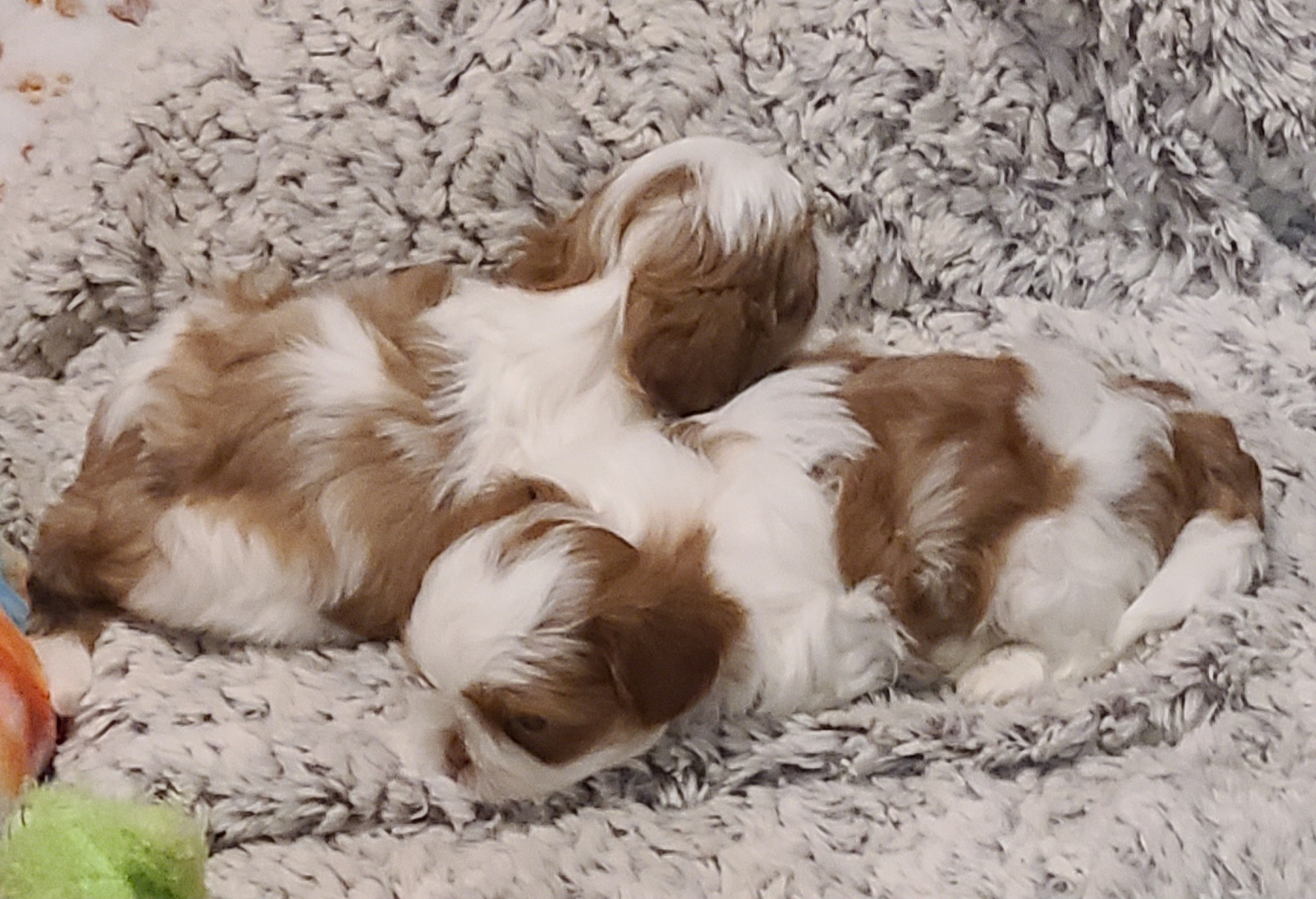 Shih Tzu Puppies from SuLynnes Shih Tzus