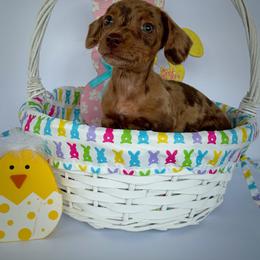Merci - Dapple female Dachshund puppy in Waycross, Georgia from Willow Run Dachshund’s