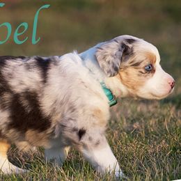 Miniature Australian Shepherd Puppies from Sand Dollar Aussies