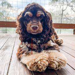 Willow - Cocker Spaniel