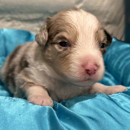 Copper - Red merle male Miniature American Shepherd puppy in Ballico, California from SierraVu Minis