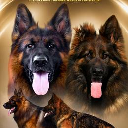 Black male - Sable male German Shepherd puppy in Alvarado, Texas from King Of Zion German Shepherds