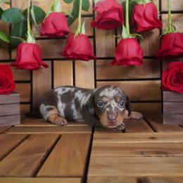 Violet - AKC - Dapple female Dachshund puppy in Miami, Florida from Oscar's Dachshunds