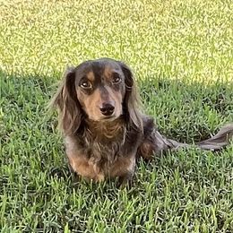 Balin - Dachshund