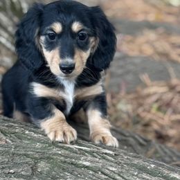 Roxie - Black and cream female Dachshund puppy in Michigan from M.H.P Dachshunds