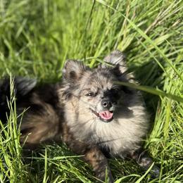 Pico - Pomeranian