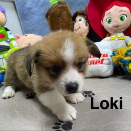 Loki - Sable male Pembroke Welsh Corgi puppy in Apison, Tennessee from Ashmore Corgis
