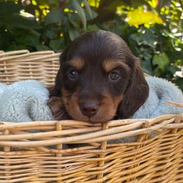 AKC BOY 2 - Chocolate and tan male Dachshund puppy in Red Bank, California from Down The Hill Potterdale