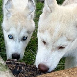 Siberian Husky Puppies from Coral Gables Siberians
