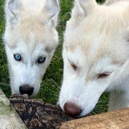 Siberian Husky Puppies from Coral Gables Siberians