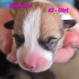 Puppy 2 - Red female Pembroke Welsh Corgi puppy in Buffalo, Wyoming from Diamond K Corgis