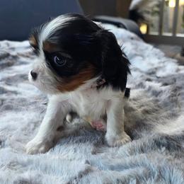 Maya - Tri-color female Cavalier King Charles Spaniel puppy in Lehi, Utah from Angels and Nobility Cavaliers