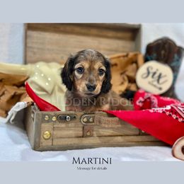 Martini - Cream female Dachshund puppy in Klamath Falls, Oregon from Hidden Ridge Dachshunds