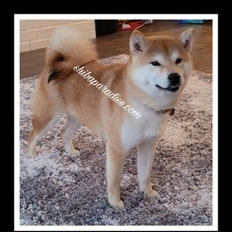 Ksanae - Shiba Inu