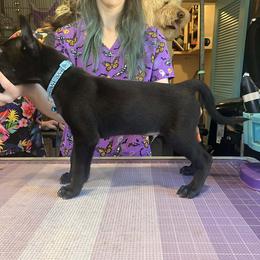 Tlaloc (Loc) - Black and white male Xoloitzcuintli puppy in Florissant, Colorado from Witching Hour Kennel