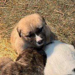 Boy 3 - White and tan male Great Pyrenees puppy in Port Townsend, Washington from Pam’s Perfect Pugs & MasPyrs