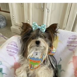 Prince - Biewer Terrier