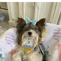Prince - Biewer Terrier