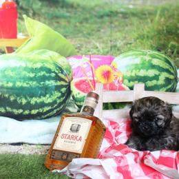 Russian Tsvetnaya Bolonka Puppies from Pink Lotus Kennels