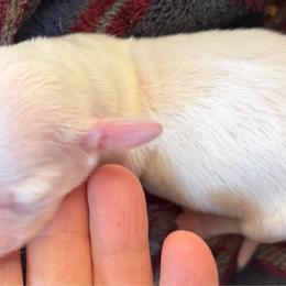 Cream girl (likely to be shaded red piebald like mom) - Cream female Dachshund puppy in Hermosa, South Dakota from Sassafras Dachshunds