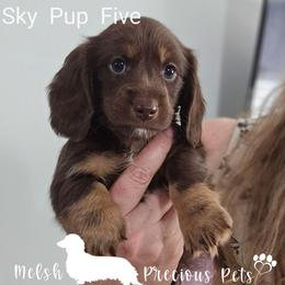 Sky-Nemo Pup 5 by Birth order - Chocolate and tan male Dachshund puppy in Anamosa, Iowa from Melsh Precious Pets