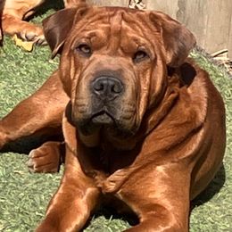 LINCOLN - Fawn male Companion Cross puppy in Indianapolis, Indiana from The Sharpeagle Barkery
