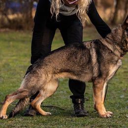 Xendy - German Shepherd