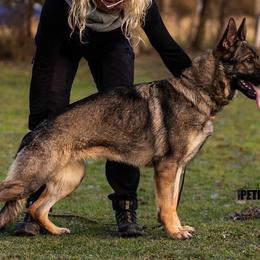 Xendy - German Shepherd
