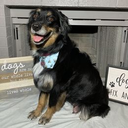 Australian Shepherds from Raab’s Family Aussies