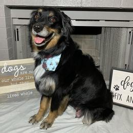 Australian Shepherds from Raab’s Family Aussies