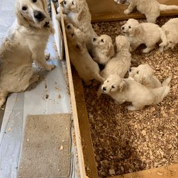 Goldendoodle Puppies from Doodlebloom Farm