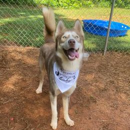 Siberian Huskies from Andrew & Elizabeth