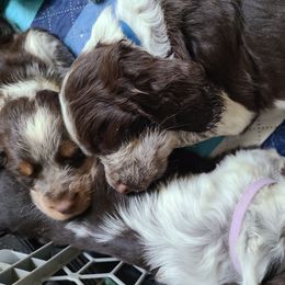 English Springer Spaniel Puppies from Savannah River Springers