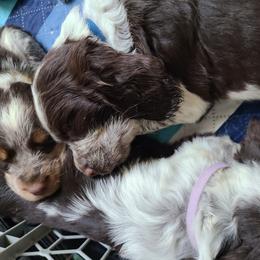 English Springer Spaniel Puppies from Savannah River Springers