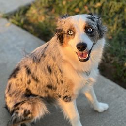 Riley - Miniature Australian Shepherd