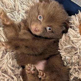 Chispa - Chocolate female Pomeranian puppy in Brooklyn, New York from Pomeranians