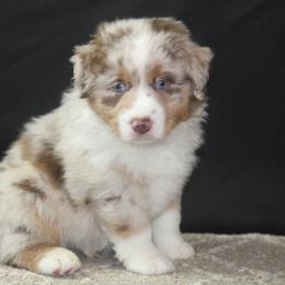 Ana - Red merle female Miniature American Shepherd puppy in Lewistown, Ohio from Maple Lane Miniature American Shepherd