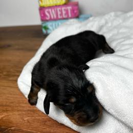 Mr. Black - Black and tan male Dachshund puppy in Miami, Florida from Maitime Dachshund